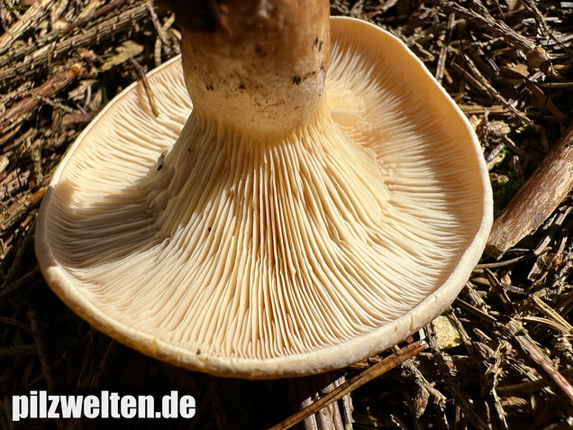 Wasserfleckiger Trichterling, Paralepista gilva