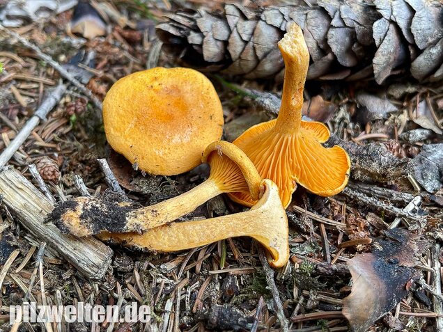 Falscher Pfifferling, Afterleistling, Hygrophoropsis aurantiaca