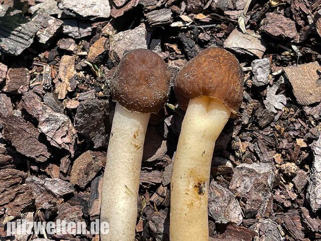 Fingerhutverpel, Verpa conica