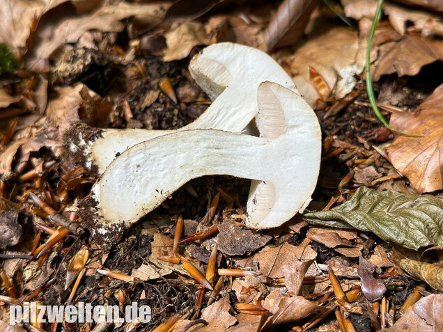 Gallenröhrling, Bitterling, Bitterpilz, Tylopilus felleus