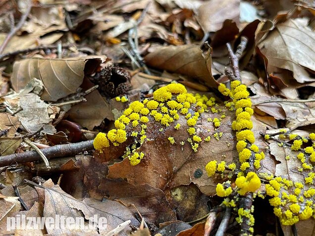 Gelber Eierschleimpilz, Physarum virescens