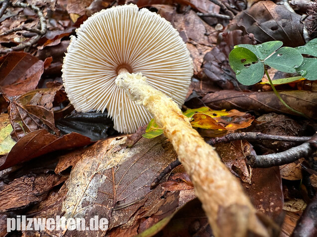 Gelbflockiger Wollstielschirmling, Lepiota magnispora