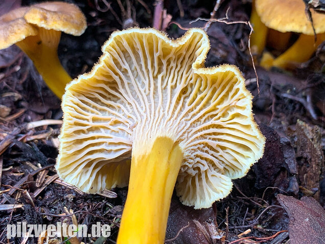 Trompetenpfifferling, Craterellus tubaeformis