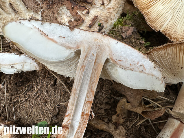 Gerandetknolliger Safranschirmling, Chlorophyllum brunneum