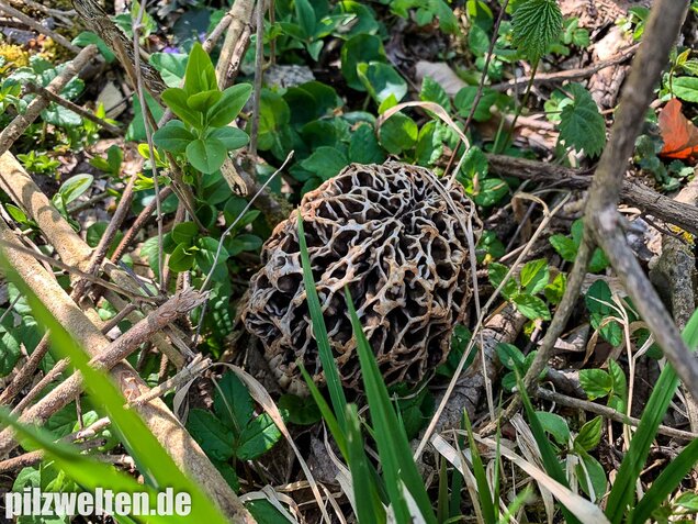 Graue Speisemorchel, Morchella vulgaris