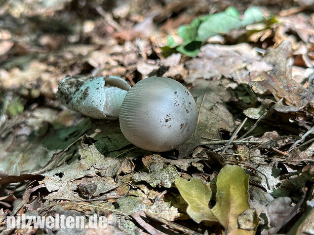 Grauer Scheidenstreifling, Amanita vaginata