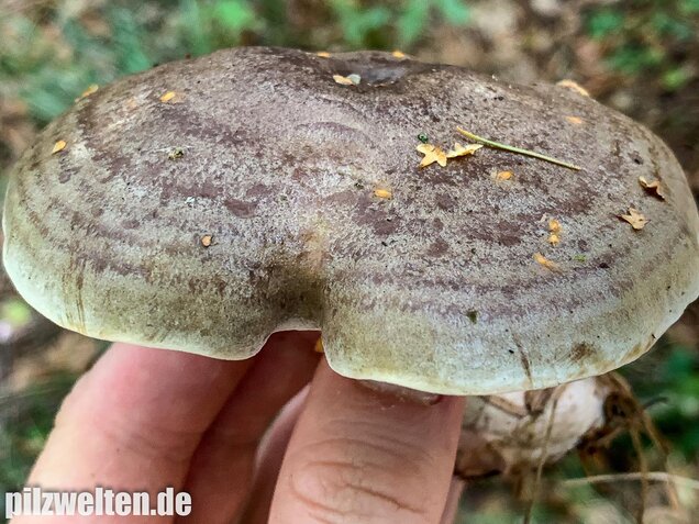 Graugrüner Milchling, Lactarius blennius
