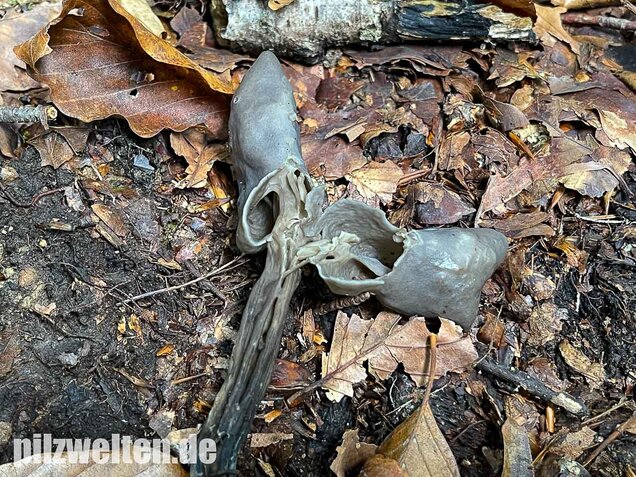 Grubenlorchel, Helvella lacunosa