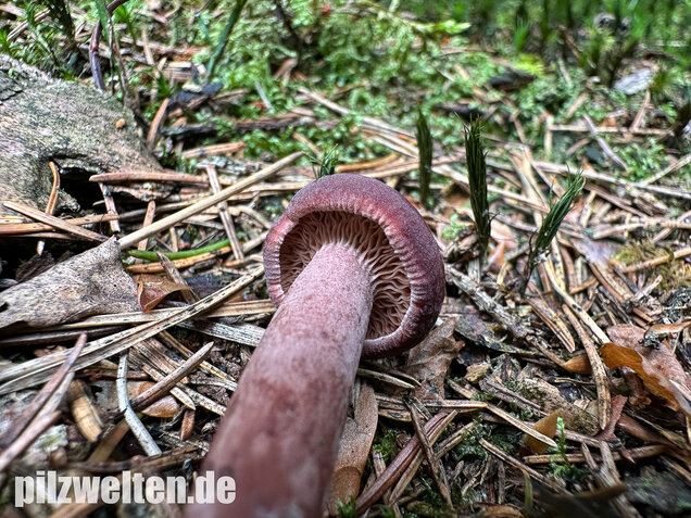 Kampfermilchling, Lactarius camphoratus