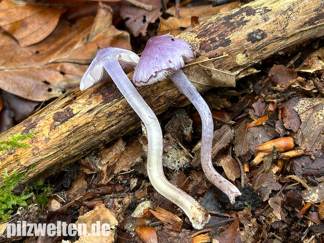 Violetter Risspilz, Lilaseidiger Risspilz, Inocybe violacea
