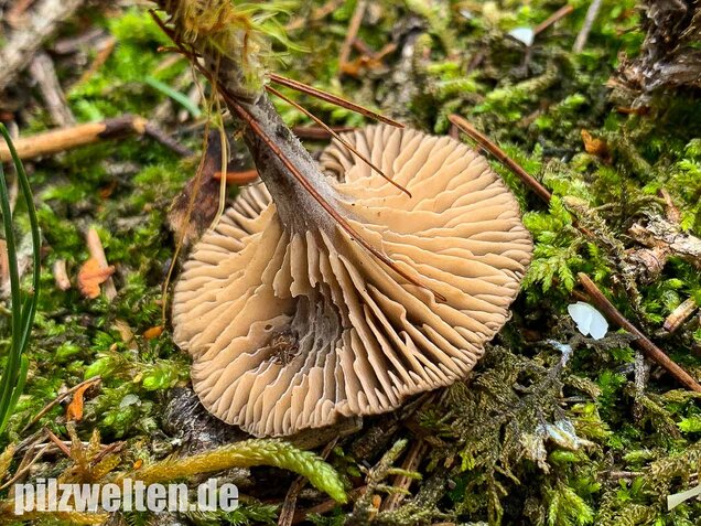 Grauer Mehltrichterling, Clitocybe ditopa