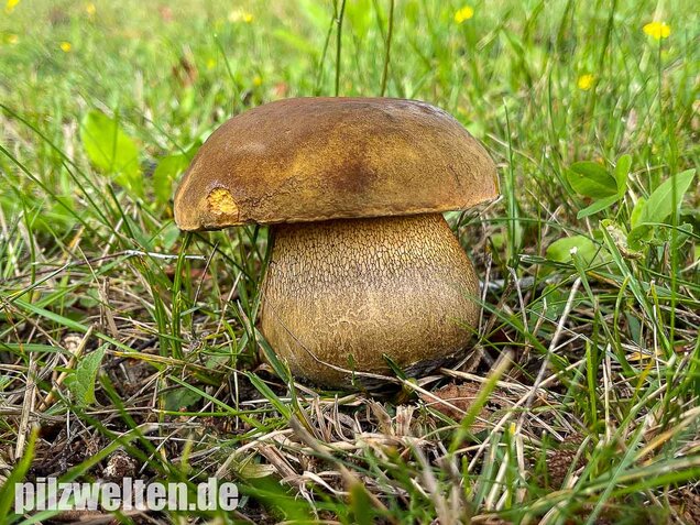 Netzstieliger Hexenröhrling, Suillellus luridus