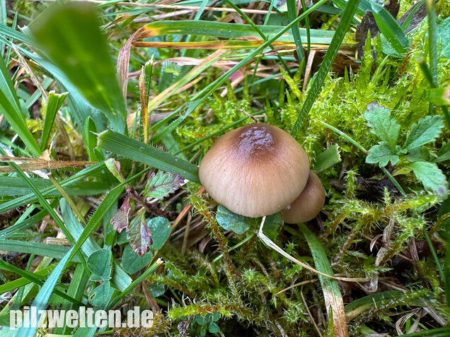 Ockerblasser Jungfernellerling, Cuphophyllus ochraceopallidus