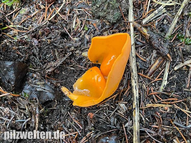 Orangebecherling, Aleuria aurantia