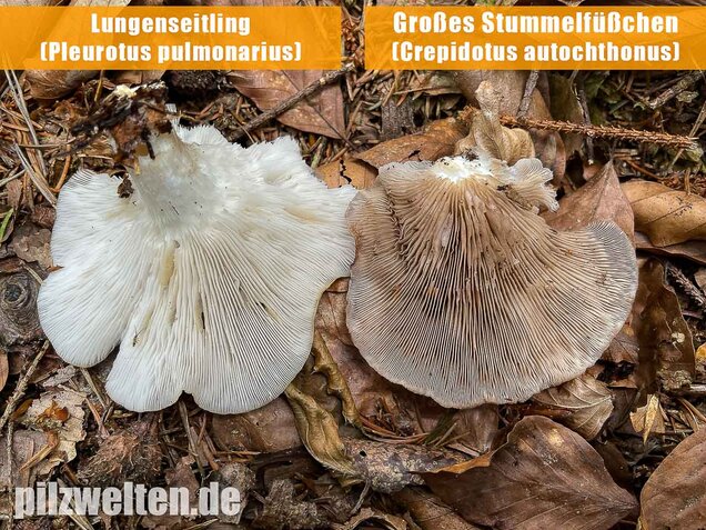 Großes Stummelfüßchen, Crepidotus autochthonus