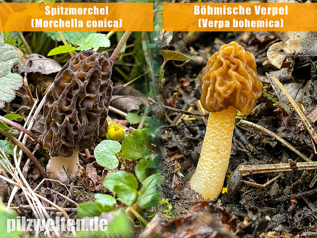 Spitzmorchel, Morchella elata, Morchella conica