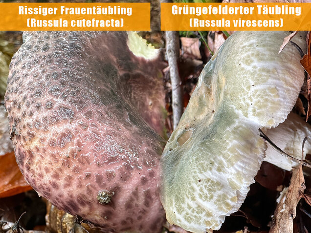 Gefelderter Frauentäubling, Rissiger Frauentäubling, Russula cutefracta