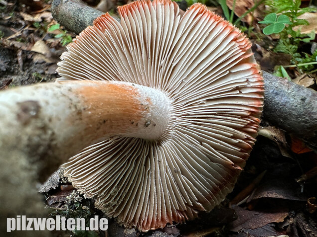 Rötender Risspilz, Schamroter Risspilz, Inocybe godeyi