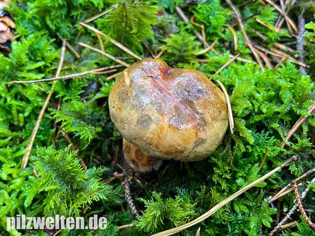 Schwarzblauender Röhrling, Cyanoboletus pulverulentus