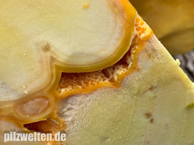 Schwefelporling, Huhn des Waldes, Laetiporus sulphureus