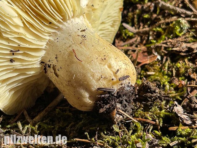 Seifenritterling, Tricholoma saponaceum
