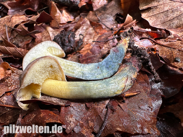 Starkblauender Rotfußröhrling, Xerocomellus cisalpinus