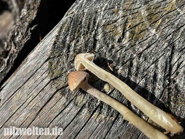 Starkriechender Körnchenschirmling, Cystoderma carcharias