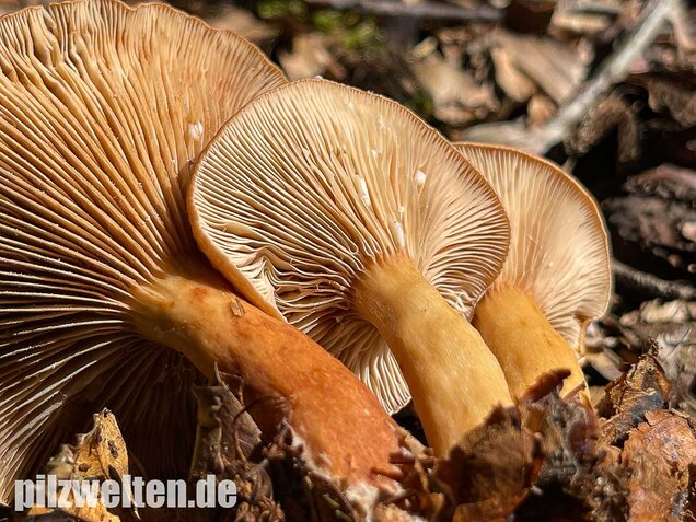 Süßlicher Buchenmilchling, Lactarius subdulcis