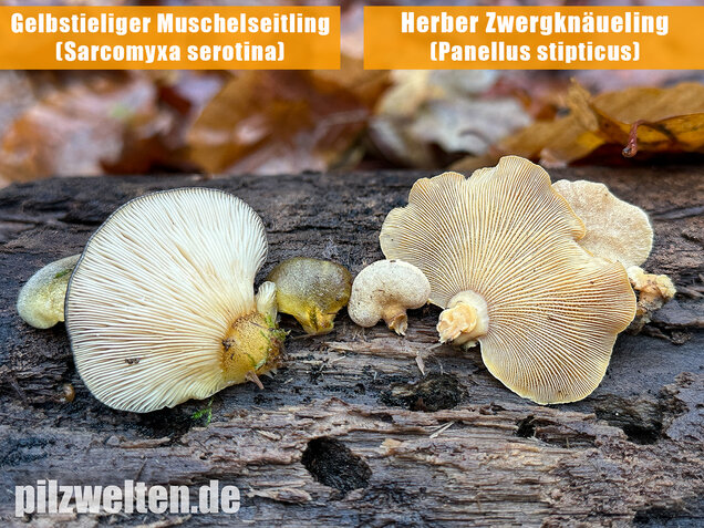 Herber Zwergknäueling, Panellus stipticus