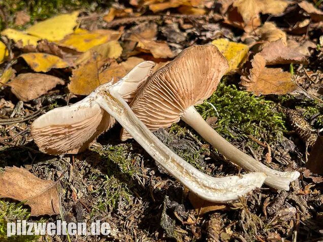 Weidenrötling, Entoloma sericatum