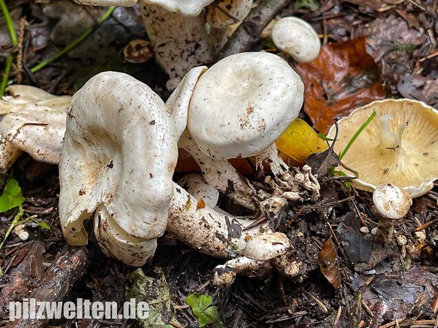 Weißer Büschelrasling, Leucocybe connata