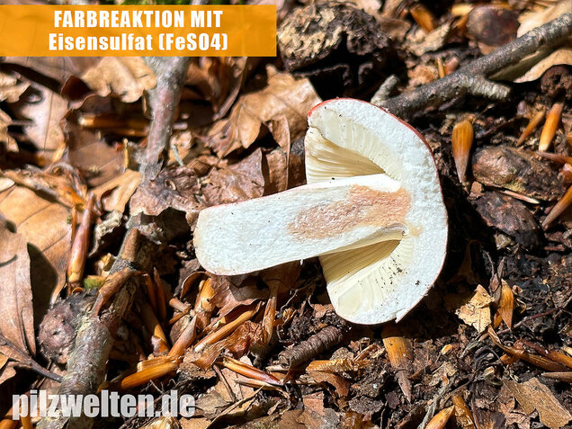 Zinnoberroter Täubling, Harter Zinnobertäubling, Russula rosea