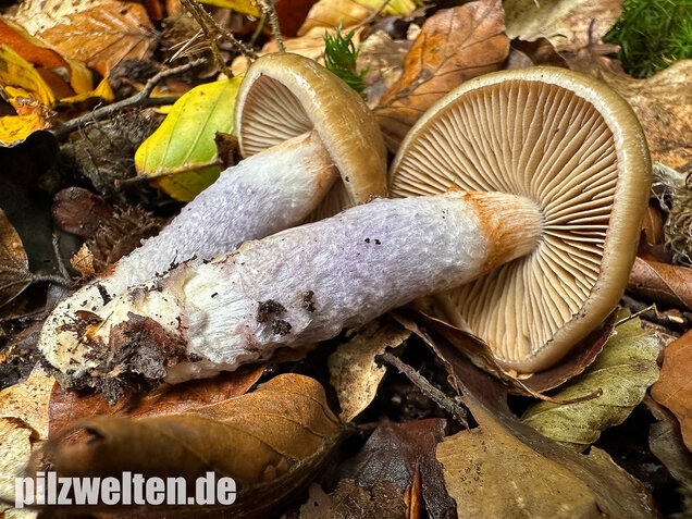 Honigschleimfuß, Runzeliggeriefter Schleimfuß, Cortinarius stillatitius