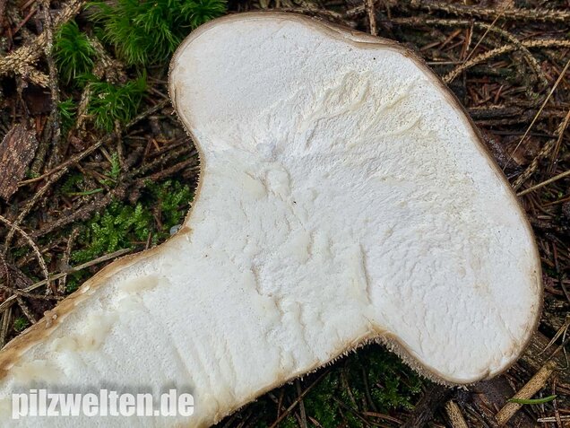 Beutelstäubling, Lycoperdon excipuliforme