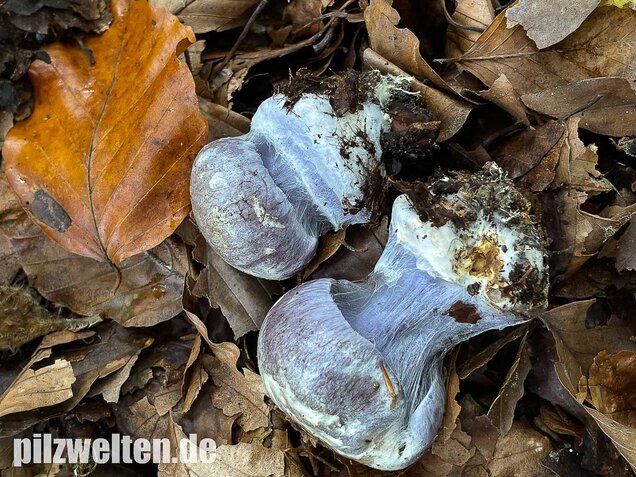 Blauer Klumpfuß, Cortinarius caerulescens