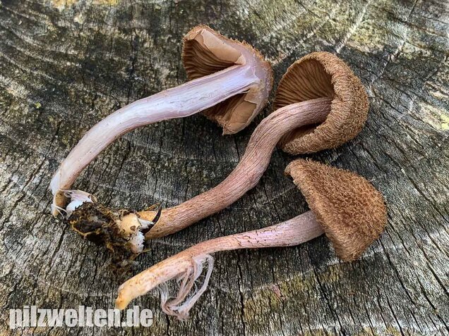 Braunvioletter Risspilz, Inocybe cincinnata var. major