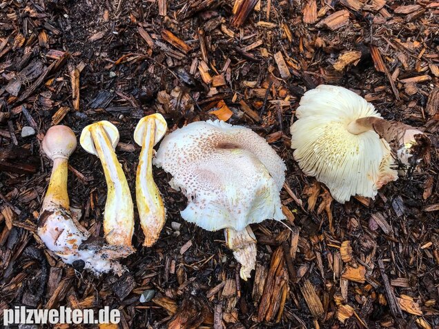 Büscheliger Egerlingsschirmling, Leucoagaricus americanus