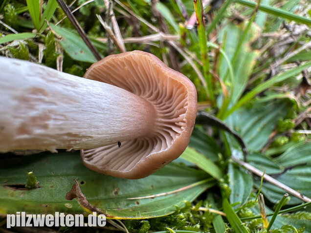 Dattelbrauner Ellerling, Cuphophyllus colemannianus
