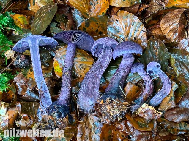 Dunkelvioletter Schleierling, Cortinarius violaceus