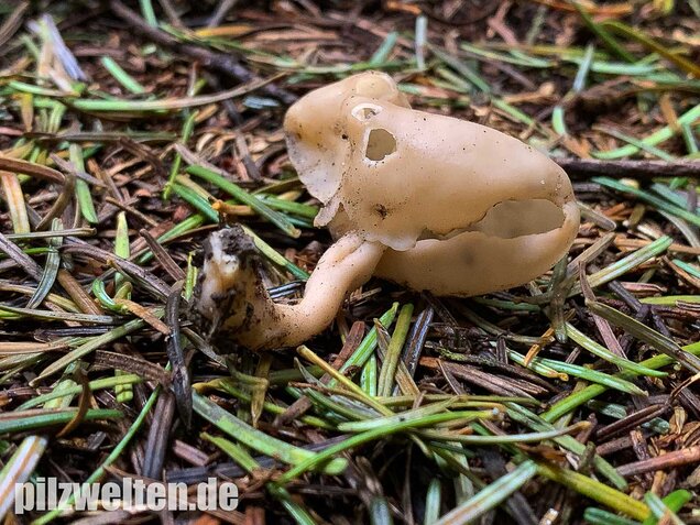 Elastische Lorchel, Helvella elastica