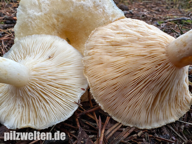 Flaumiger Moormilchling, Lactarius scoticus