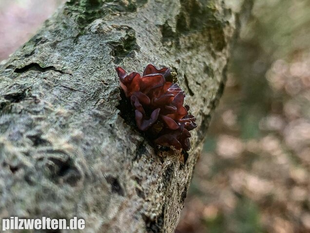 Fleischroter Gallertbecher, Ascocoryne sarcoides