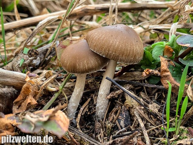 Früher Faserling, Schmalblättriger Faserling, Psathyrella spadiceogrisea
