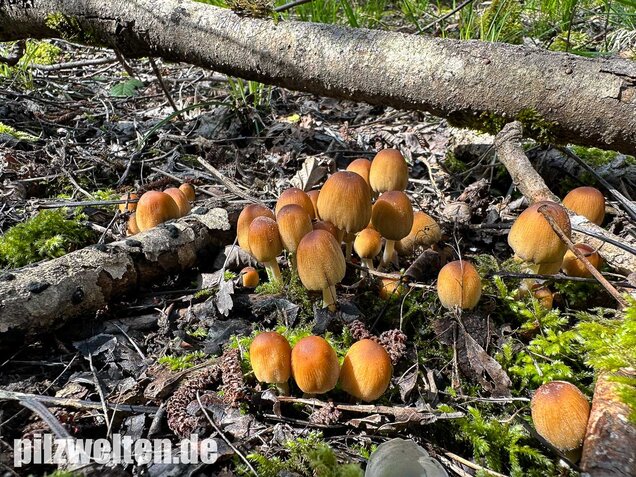 Glimmertintling, Coprinellus micaceus
