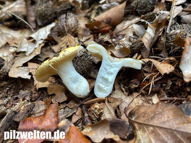 Glänzendgelber Dottertäubling, Russula acetolens