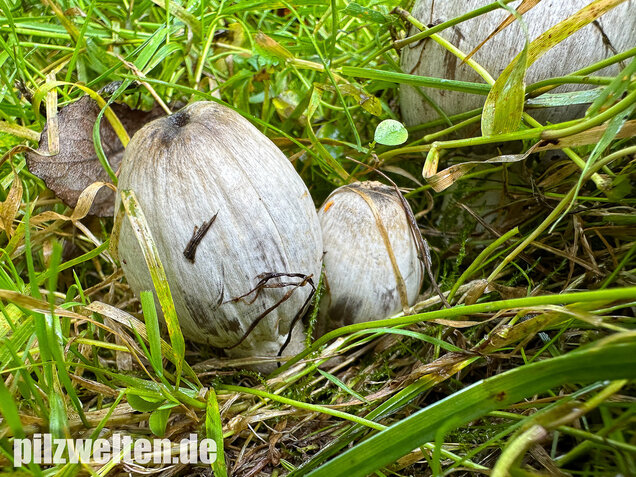 Grauer Faltentintling, Coprinopsis atramentaria