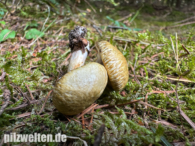Gelbfleischiger Lärchenröhrling, Bresadolas Lärchenröhrling, Suillus bresadolae