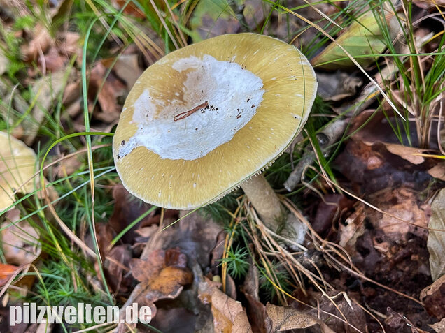 Grüner Knollenblätterpilz, Amanita phalloides