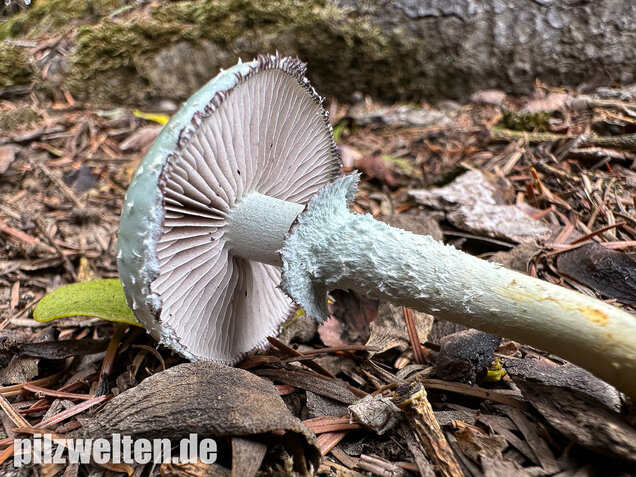 Grünspanträuschling, Stropharia aeruginosa