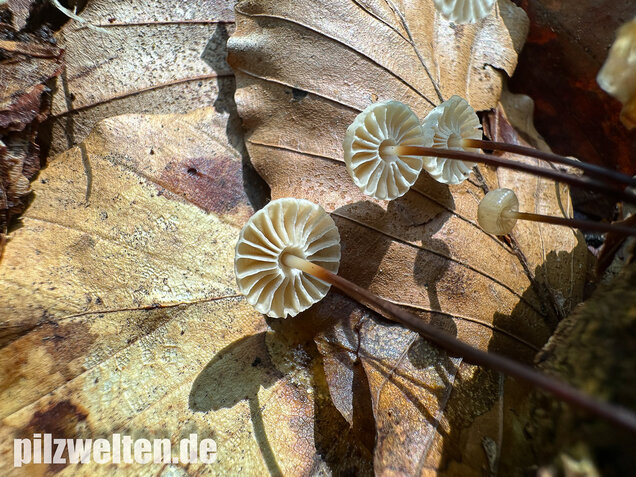 Halsbandschwindling, Marasmius rotula
